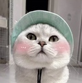 Picture Color