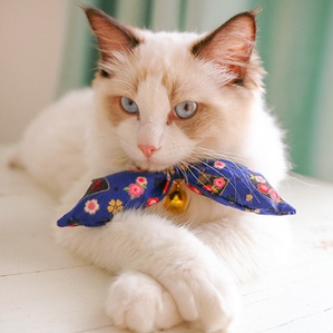 Japanese style rabbit ear pet collar