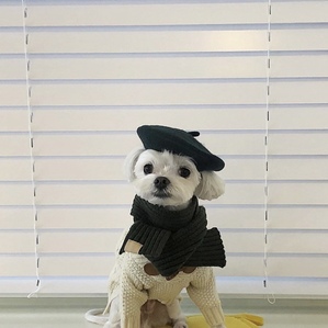 Wool beret pet hat, mini headdress for dog photo taking