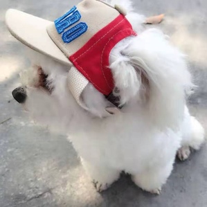 Canvas duckbill pet hat, poodle teddy outdoor sun hat
