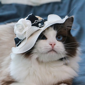 Small fragrant camellia straw hat Cat and dog photo decorations