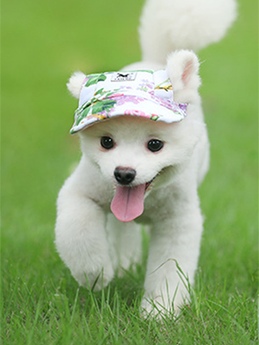 Ear-revealing breathable pet sun hats, beret baseball caps universal