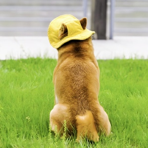 Korean version of exposed ear cat hat, sun protection and sunshade yellow hat photo props