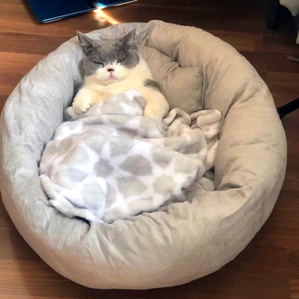 Universal cat bed for all seasons kitten warm mat sleeping pad