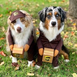 Funny Express Costume Pet Clothes