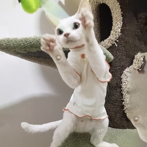 Ultra-thin egg roll sleeveless vest German hairless cat clothes
