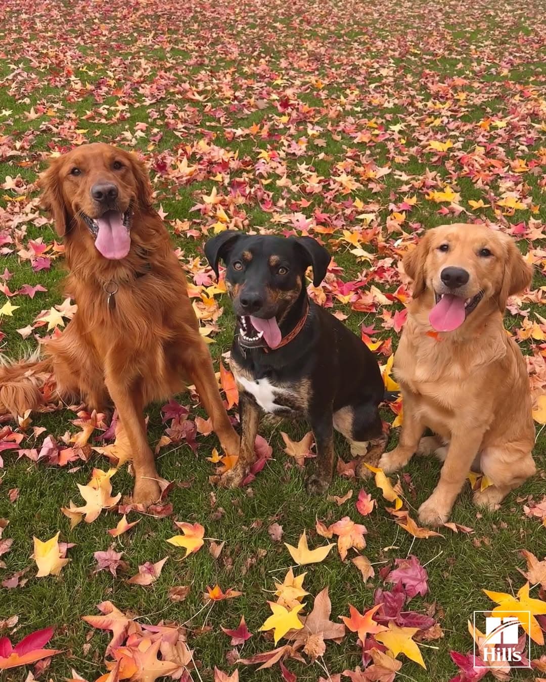 Hill's Pet Nutrition — photo 1