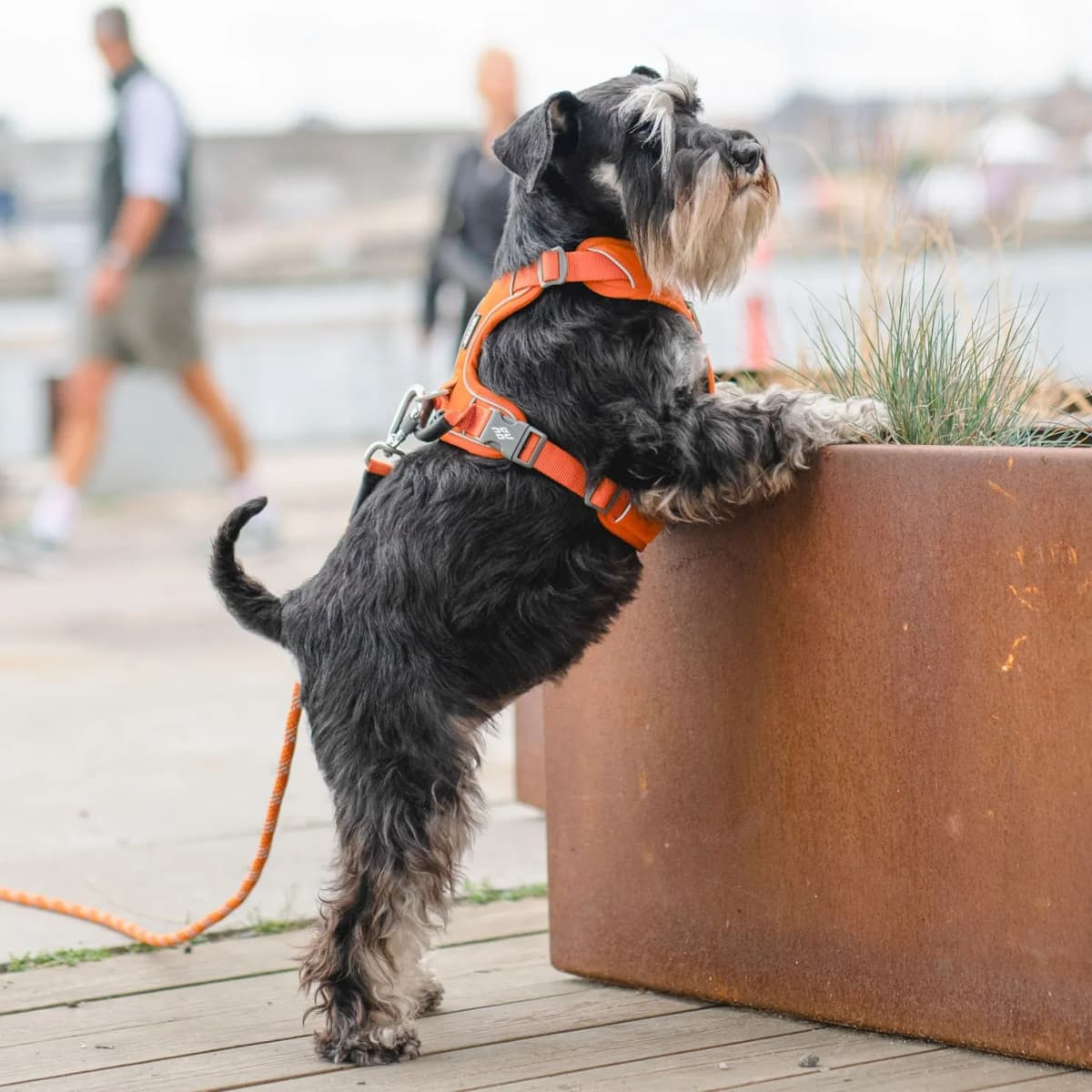 DOG Copenhagen — photo 1