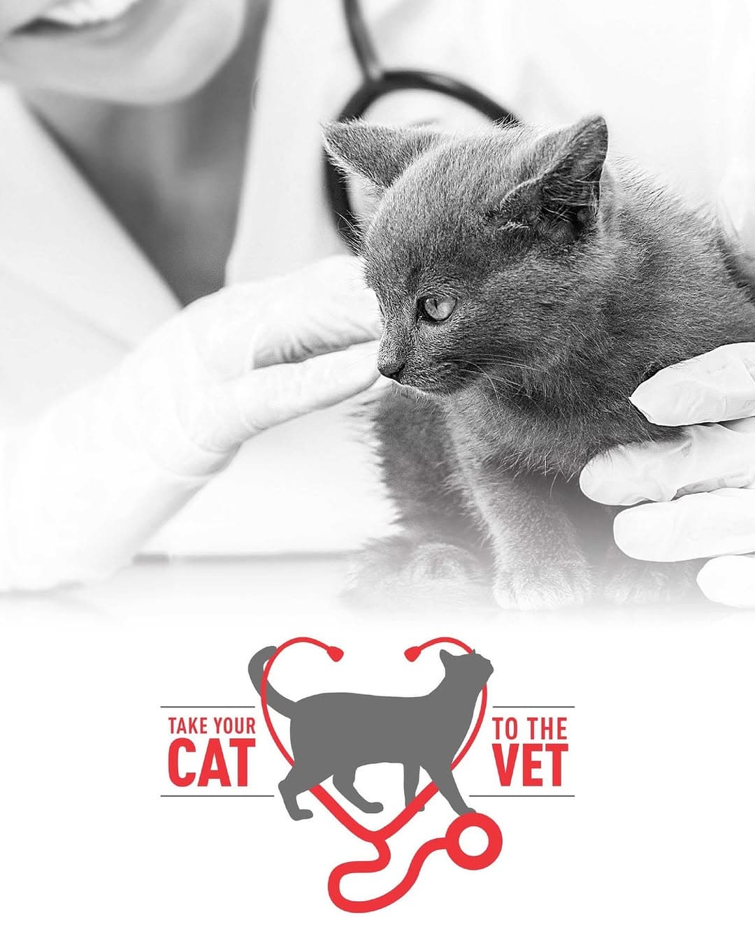 Royal Canin — photo 6