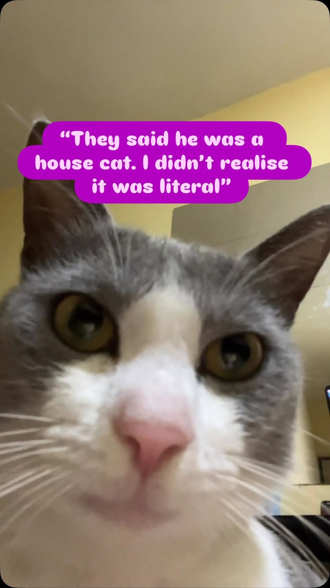 Whiskas — photo 6