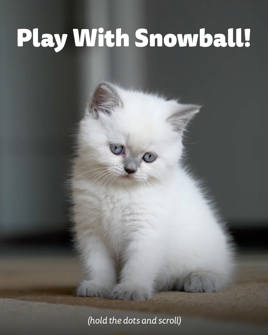 Whiskas — photo 5