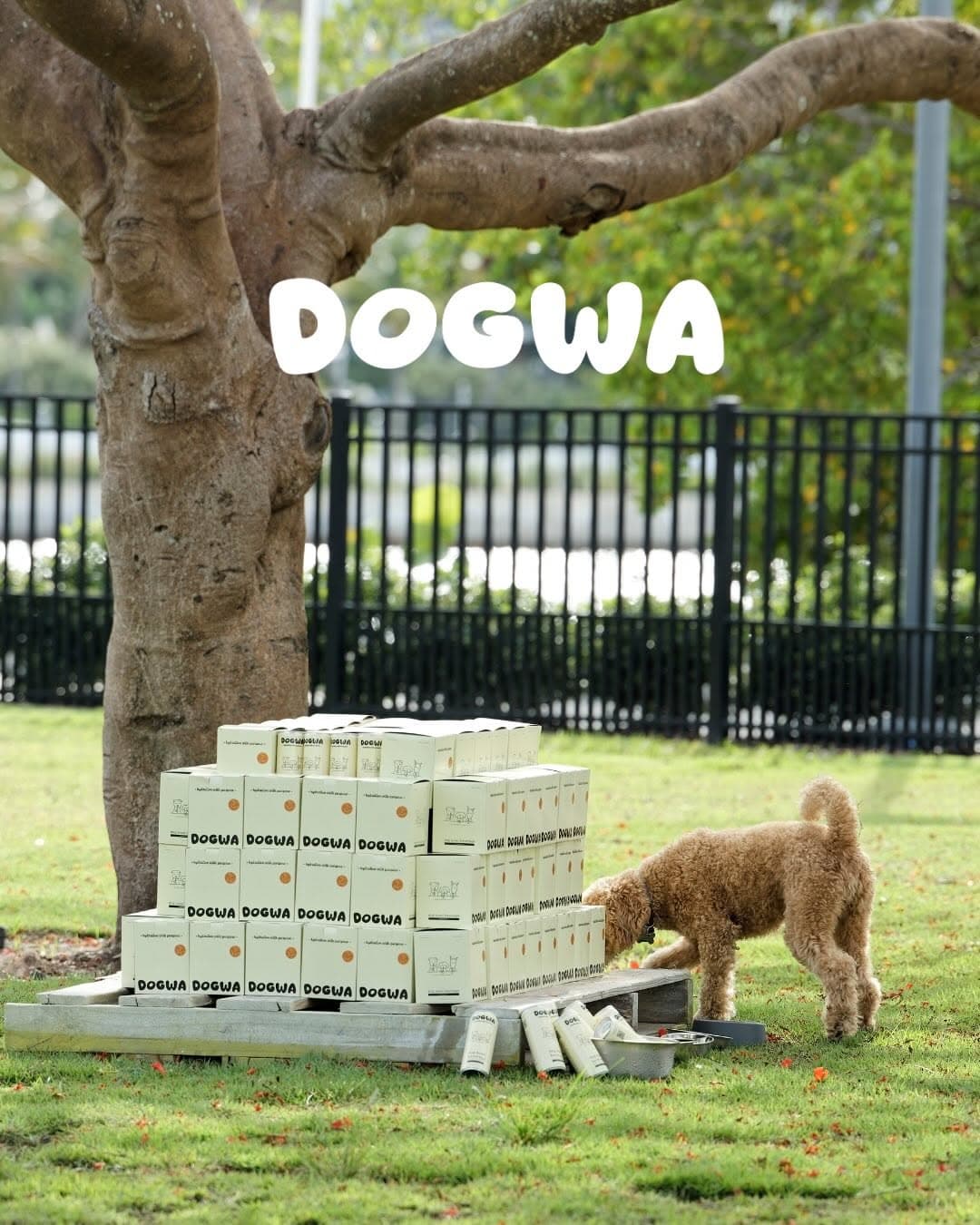 DOGWA — photo 3