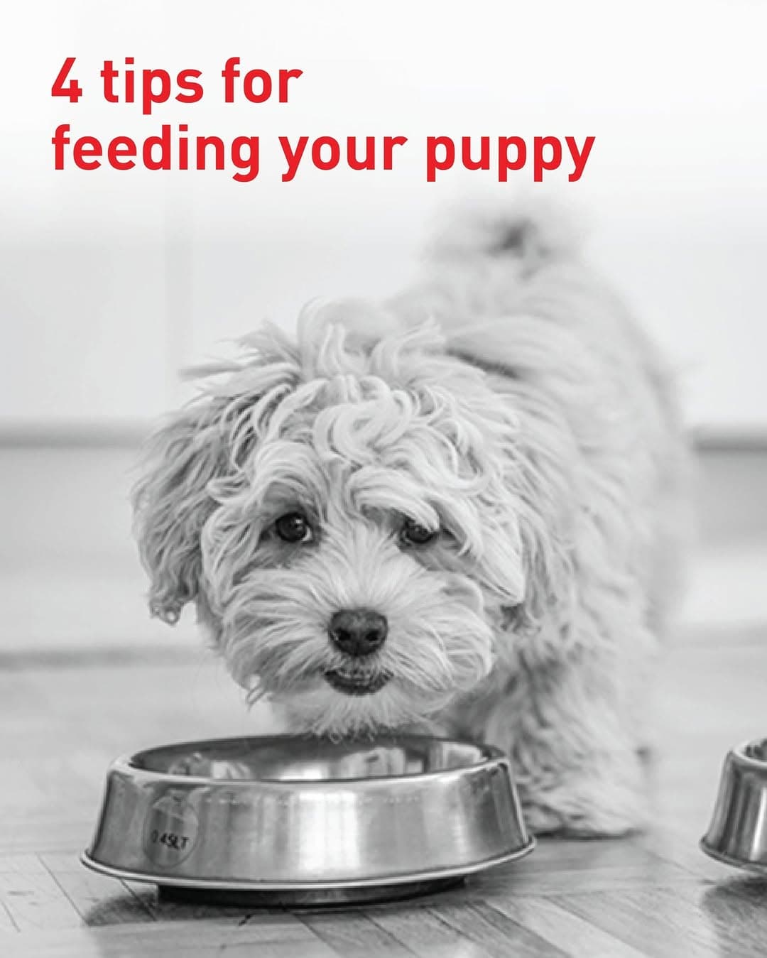 Royal Canin — photo 2