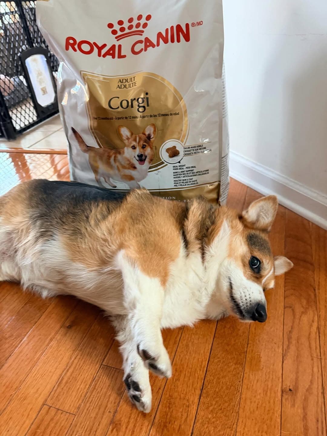 Royal Canin — photo 5