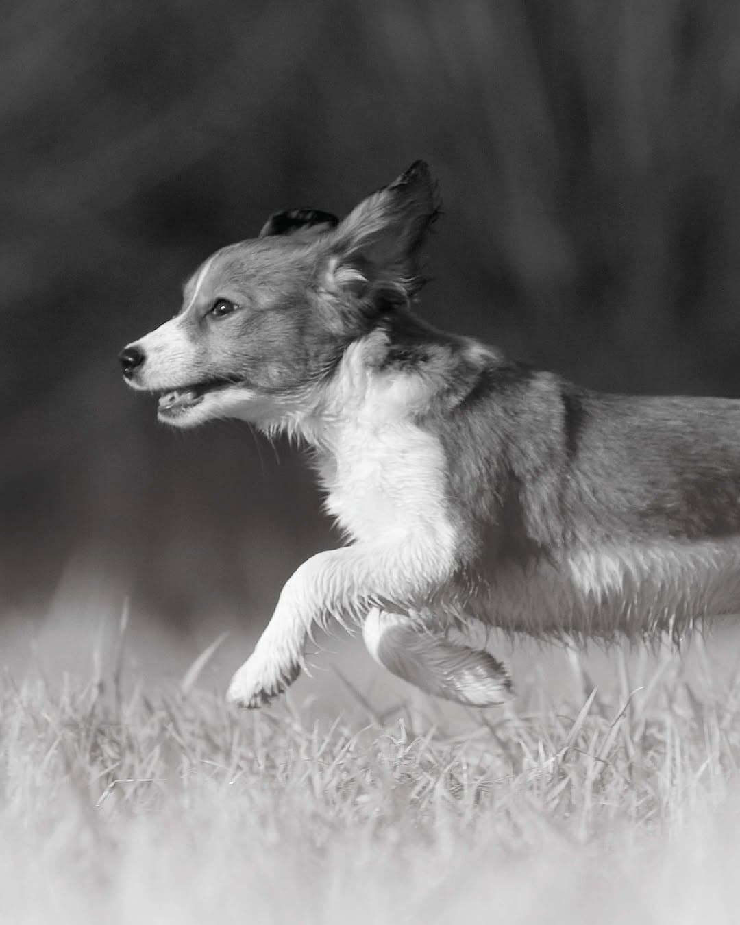 Royal Canin — photo 1