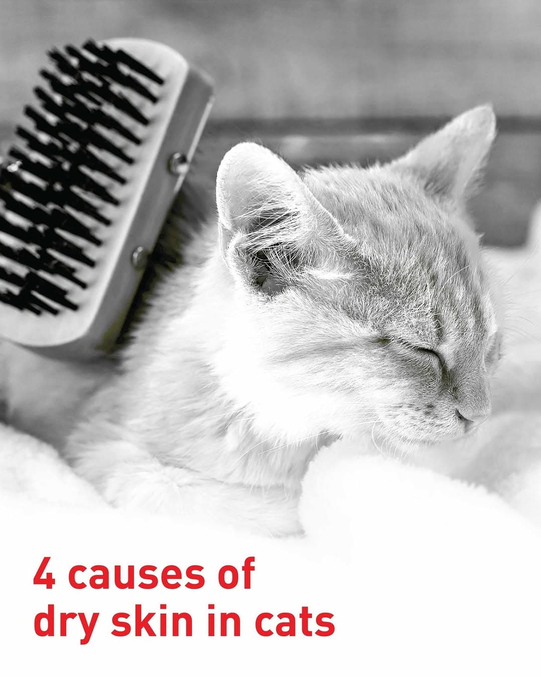 Royal Canin — photo 3