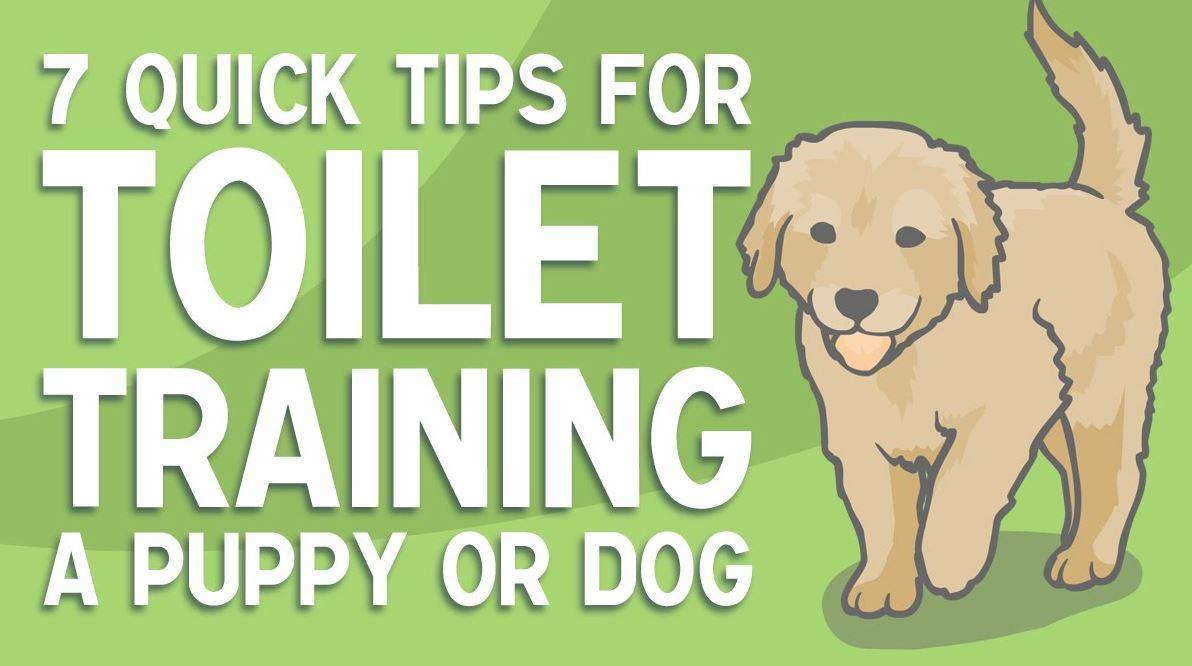How to effectively train dogs to urinate and defecate at a fixed place?