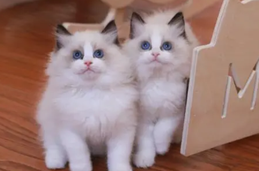 Ragdoll