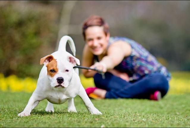 Behavior and habits of pet dogs